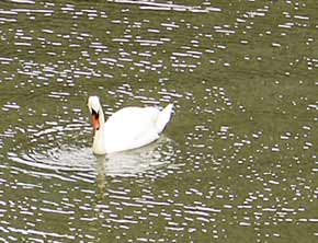 Swan-(290)-050305-130p