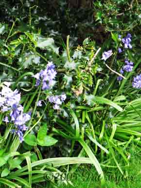 EnglishBlueBells-050405-602p