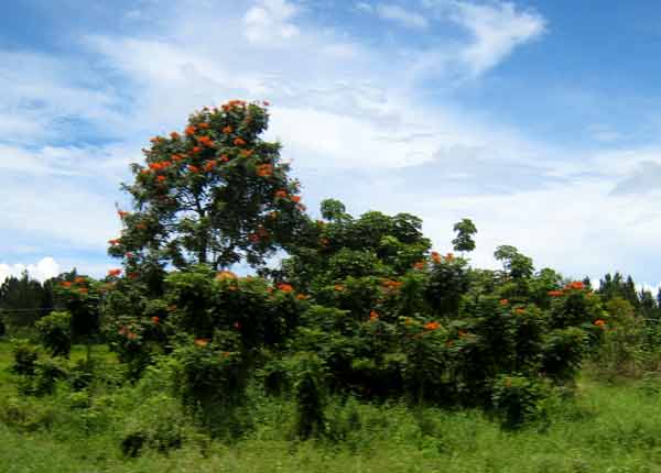 2437-FloweringTree-071014-1136a