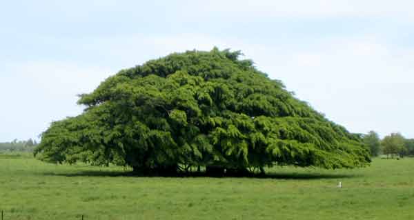 2439-HugeTreeInPasture-071014-1143a