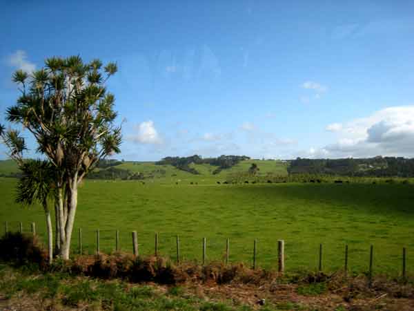 2578-CabbageTree&Pasture-071017-843a