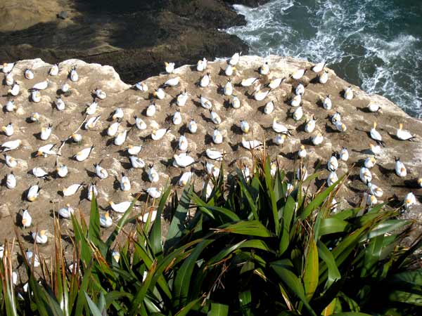 2609-AboveBirdNests-071017-914a