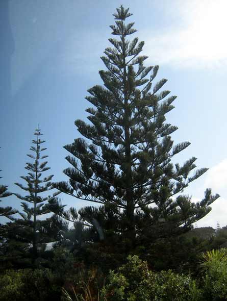 2625-NZPineTrees-cv-071017-944a
