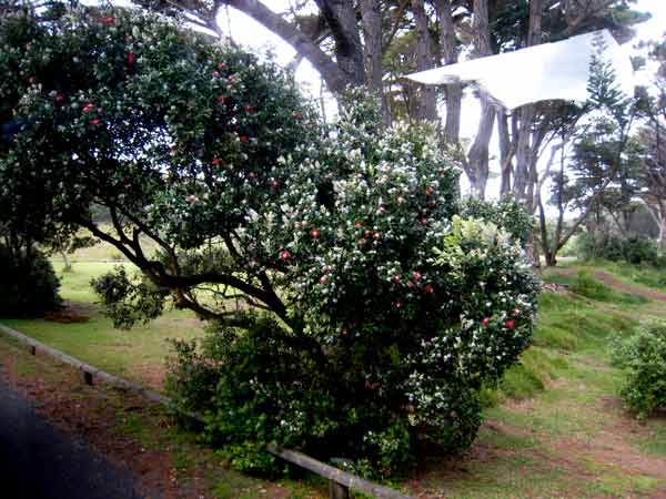 2630-Guava-071017-947a