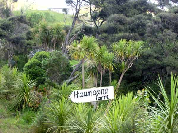 2655-CabbageTrees&More-071017-1032a