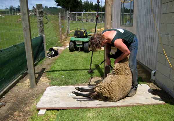 2674-SheepShearing-071017-1055a