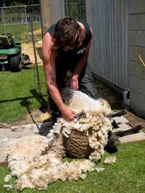 2679-SheepShearing-cv-071017-1057