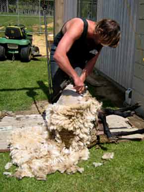 2680-SheepShearing-cv-071017-1057a