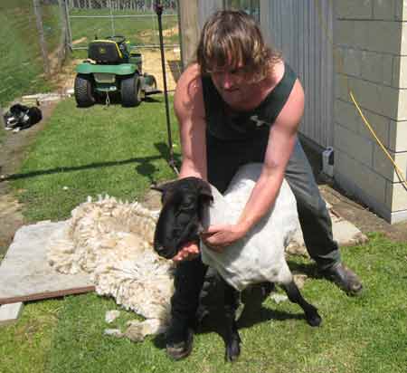 2682-ShearedSheep-071017-1058a