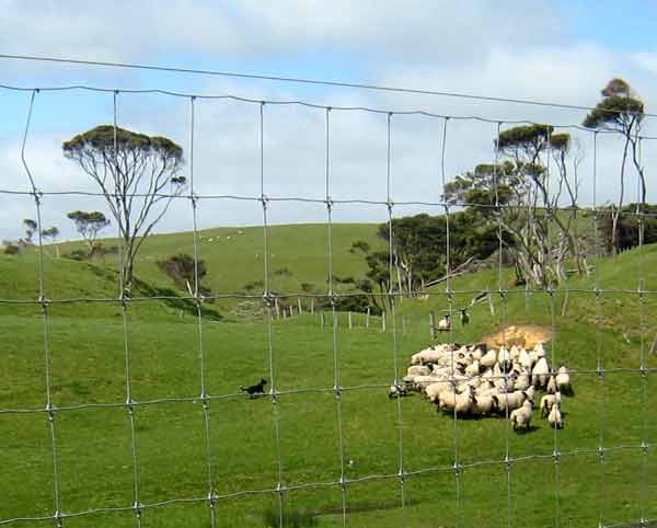 2686-SheepDog@Work-c-071017-1108a