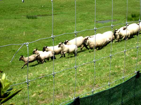 2689-SheepMoving-071017-1110a