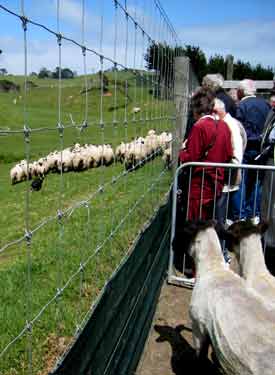 2692-SheepWatchToo-cv-071017-1111a
