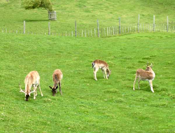 2700-DeerInPasture-071017-1149a