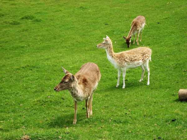 2704-Deer-071017-1152a
