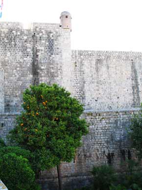 orangeTree-castle-v-042805-735a