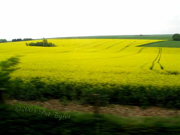 canola-050405-1202p