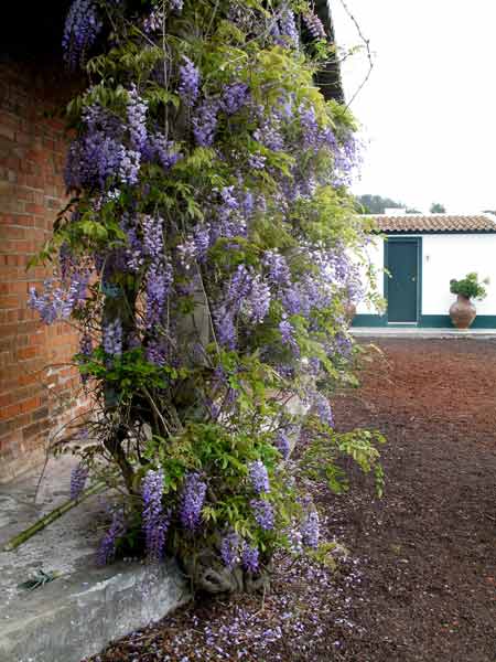 Wisteria-041805-1121a