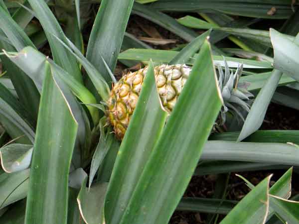 PineappleFruit-041805-1130a