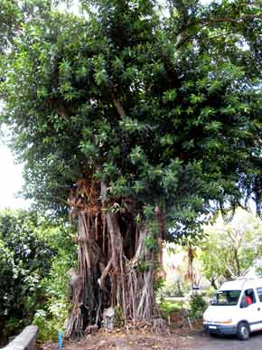 1665-BanyanTree-v-071007-1155a