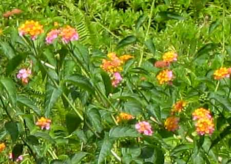1680-Lantana-071007-1223p