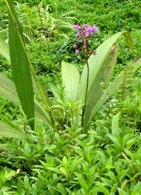 1690-PurpleFlower-071007-1238p